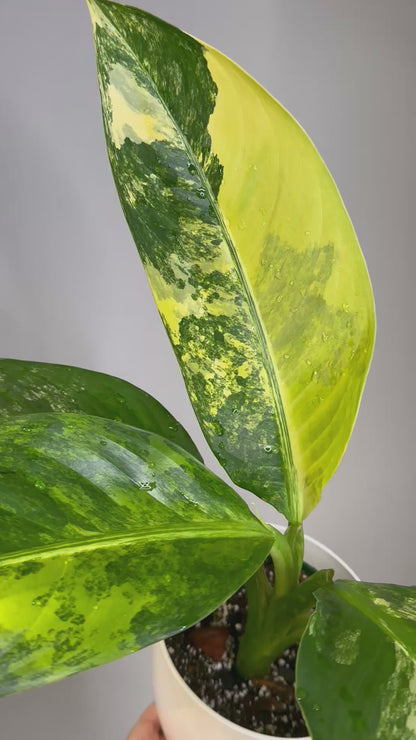 Dieffenbachia Variegated