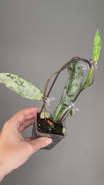 Hoya mitrata silver / three nodes plant