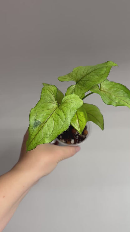 Syngonium green matcha