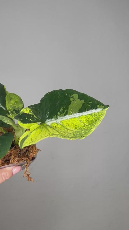 Syngonium scrambled eggs 🍳 nice color ✨