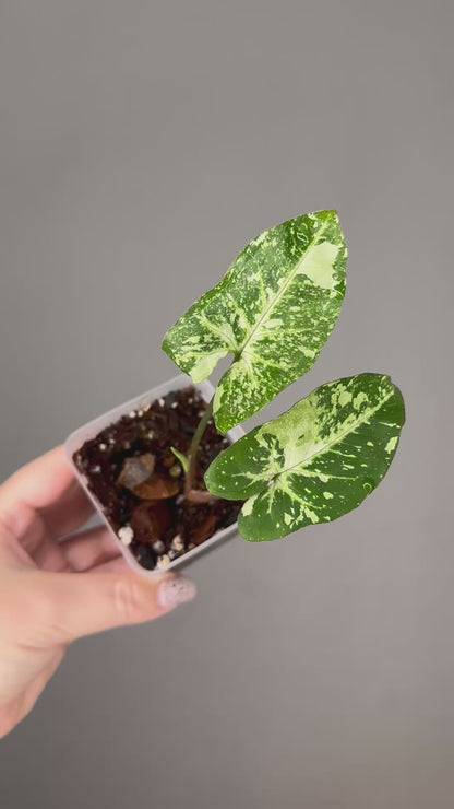 Syngonium panda galaxy