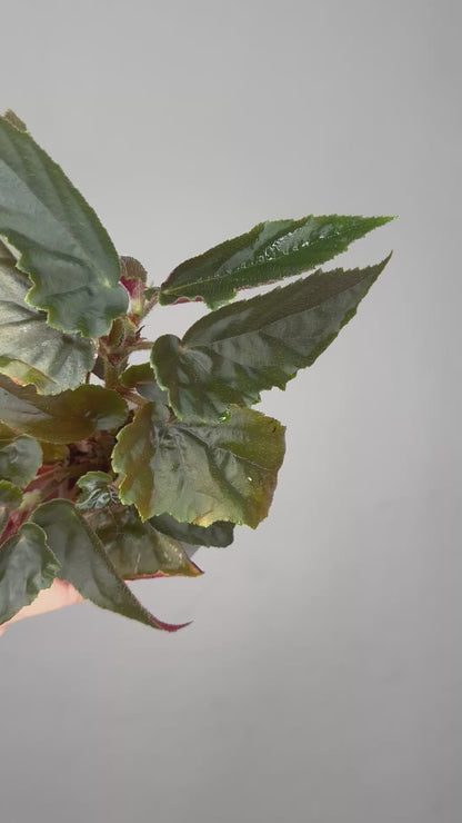 Begonia Ginny Galaxy low variegation