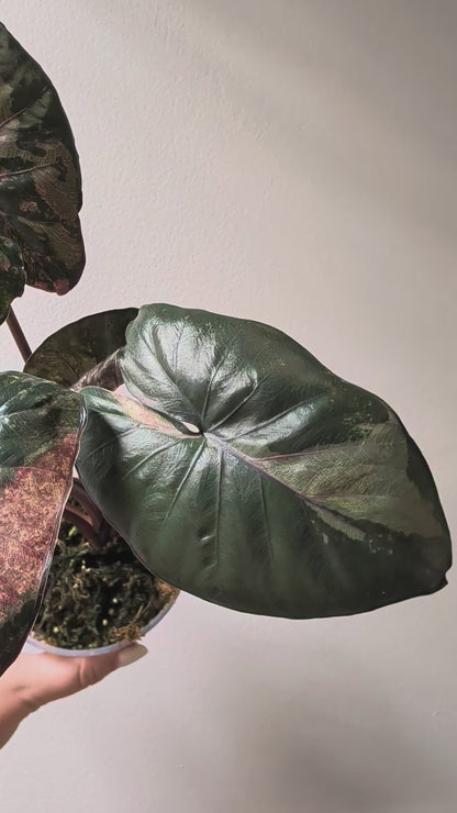 Alocasia serendipity pink variegated