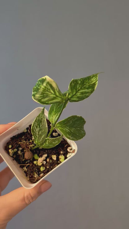 Hoya Polyneura Jasminika variegated