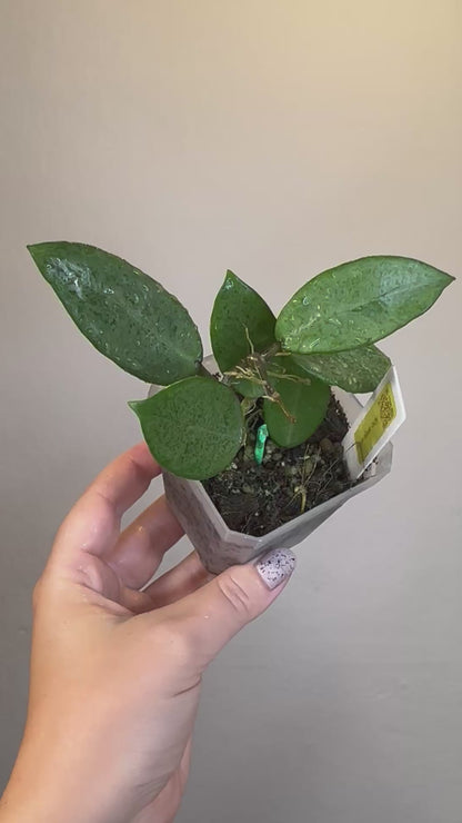 Hoya Silver lady