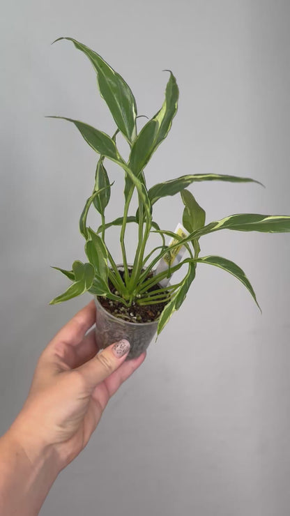 Spathyphillum var