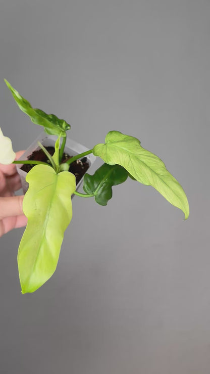 Philodendron Bob Cee variegated