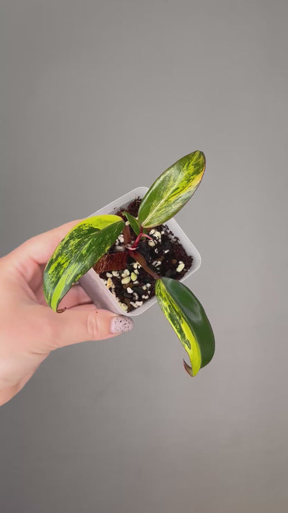 Philodendron strawberry shake