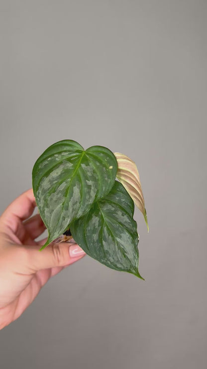 Philodendron sodiroi