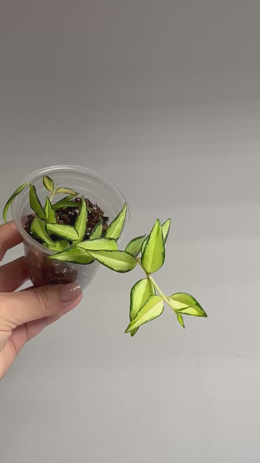 Hoya Bella variegated