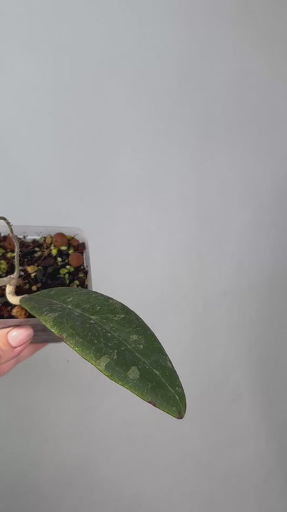 Hoya Rintzii Borneo