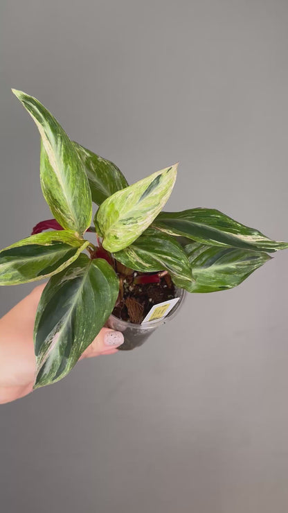 Stromanthe horticolor / rare stromanthe