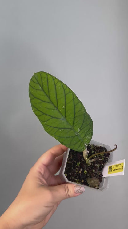 Hoya meredithii / first photo - mother plant