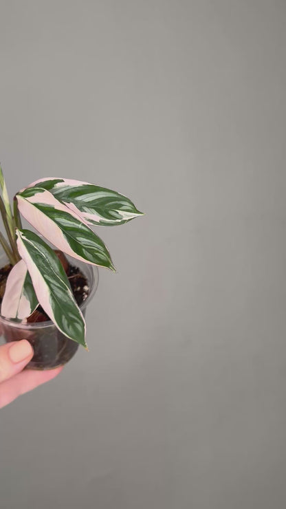 Ctenanthe oppenheimiana / rare
