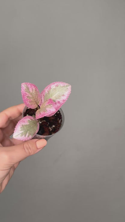 Episcia pink smoke