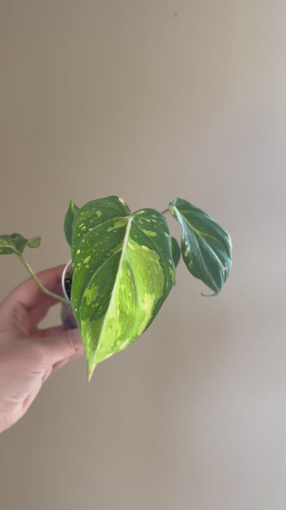 Philodendron Gloriosum Variegated / first photo: example, sister plant