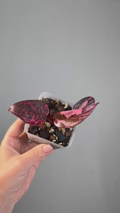 Philodendron pink princess galaxy variegated