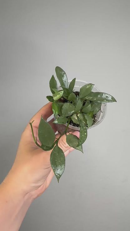 Hoya lacunosa silver 🩶 / a few cuttings in a pot