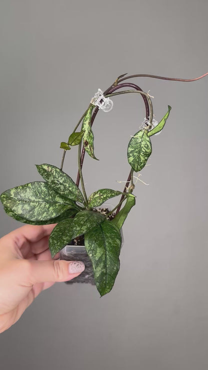 Hoya Crassipeolata Splash