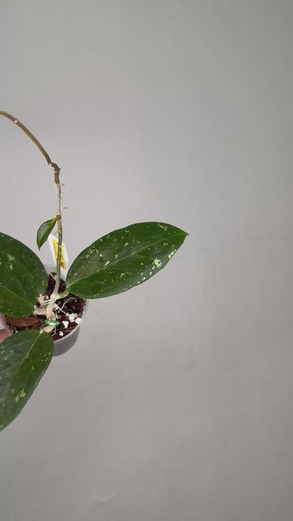 Hoya pottsii splash
