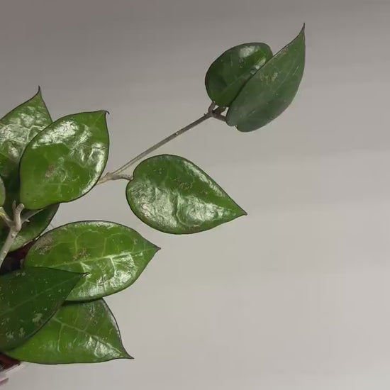 Hoya black margin splash / a few cuttings in a pot