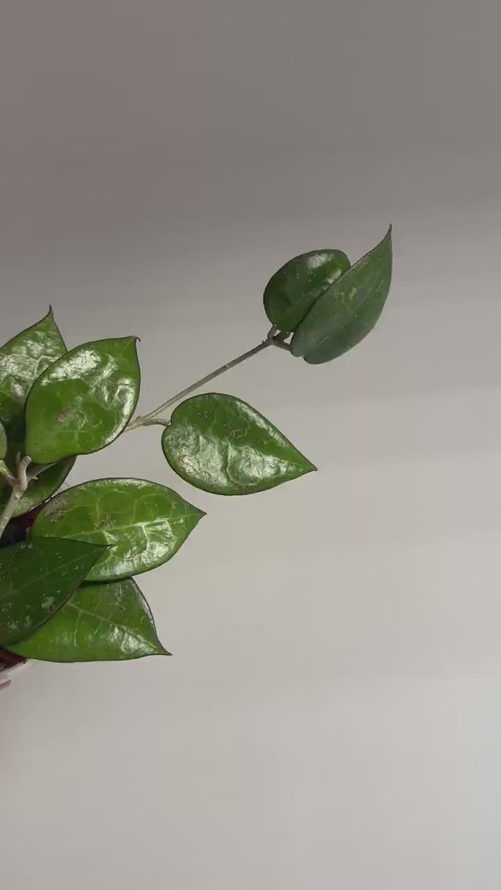 Hoya black margin splash / a few cuttings in a pot