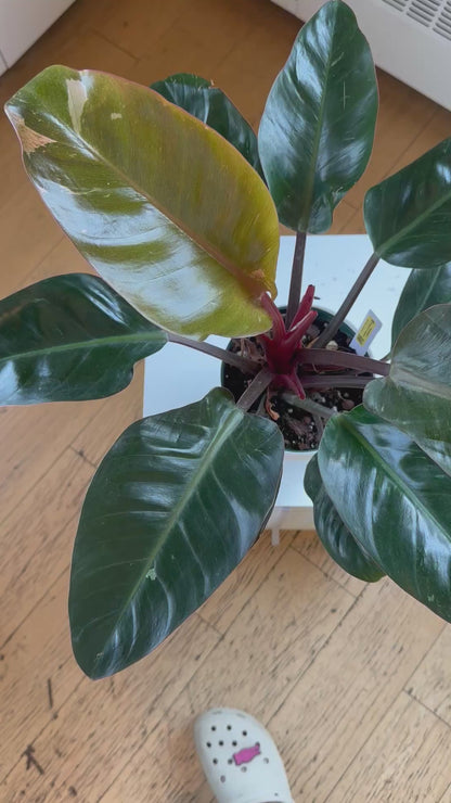 Philodendron Congo / from variegated plant