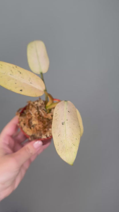 Philodendron ruaysap mint variegated