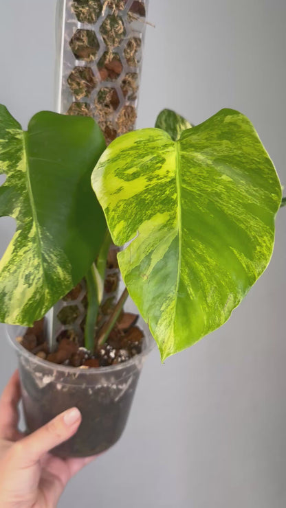 Monstera yellow variegated