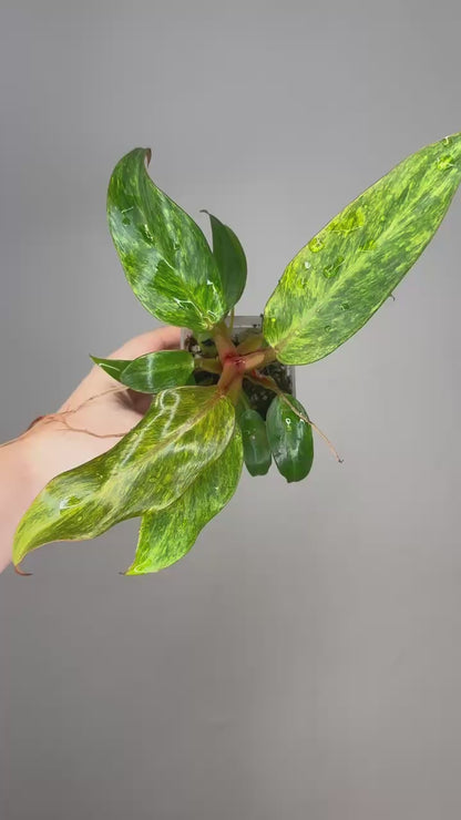 Philodendron Orange Marmalade