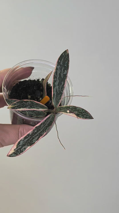 Hoya sigilatis variegated