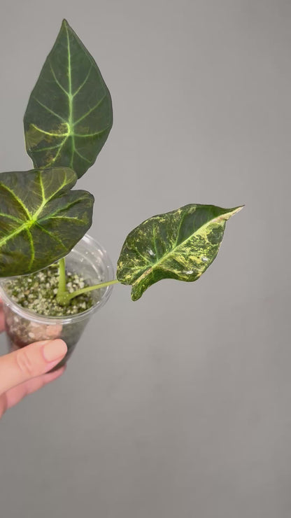 Alocasia regal shield aurea variegated
