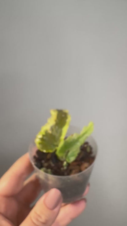 Begonia Dainty Spray Sport / rare