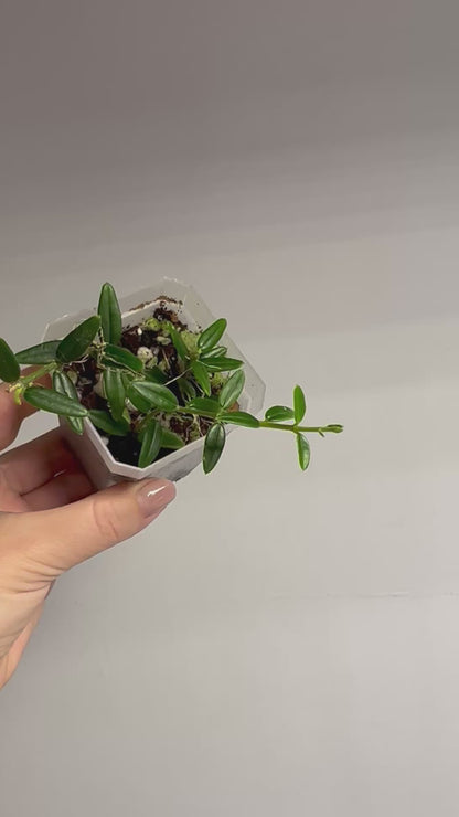 Hoya Engleriana / tiny leaves hoya / a few cuttings in a pot