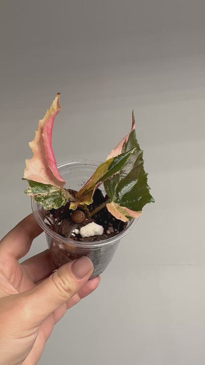 Begonia Ginny Galaxy variegated / top variegation