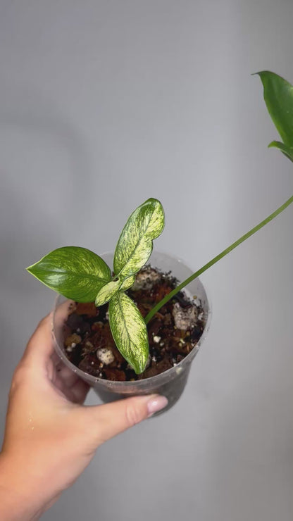 Philodendron Goeldii Mint / Thaumatophyllum spruceanum Mint