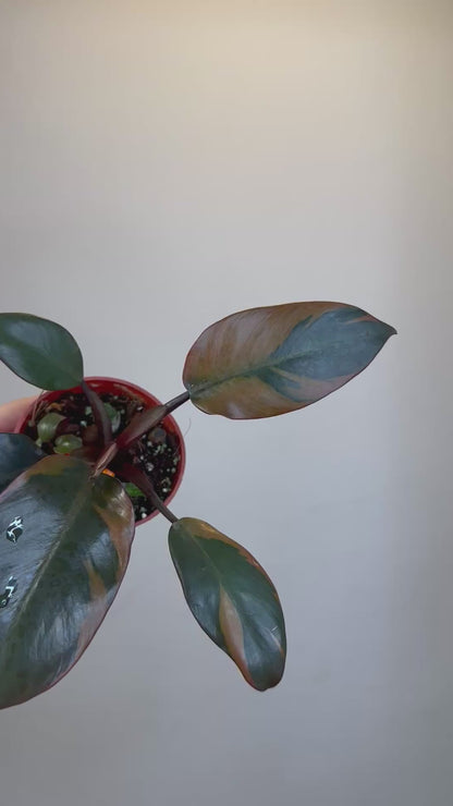 Philodendron Black Cardinal variegated with a baby🧡 🦄