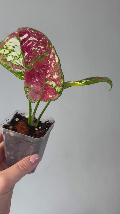 Aglaonema tricolor / uncommon and beautiful ✨