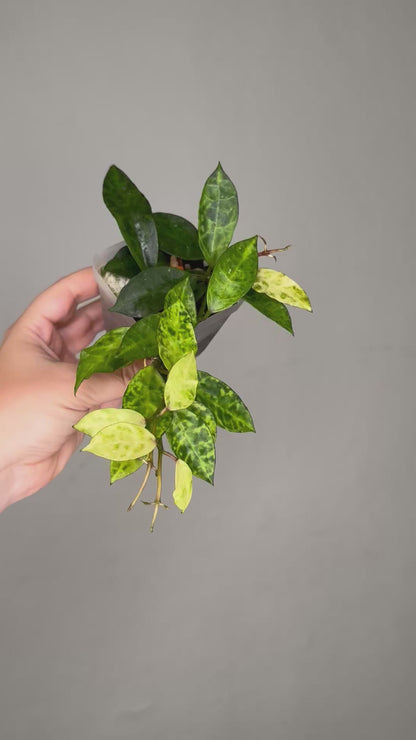 Hoya lacunosa Amarillo / a few cuttings in a pot