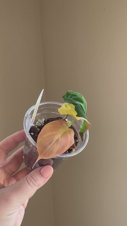 Philodendron Micans  variegated