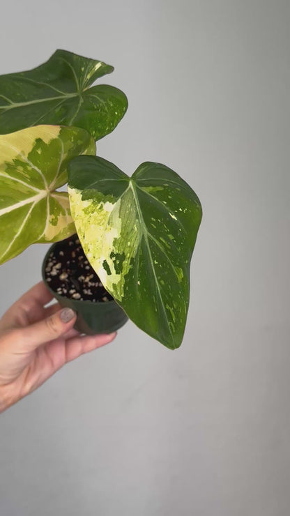 Philodendron gloriosum variegated 🦄