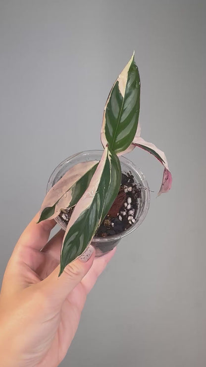 Ctenanthe oppenheimiana / rare