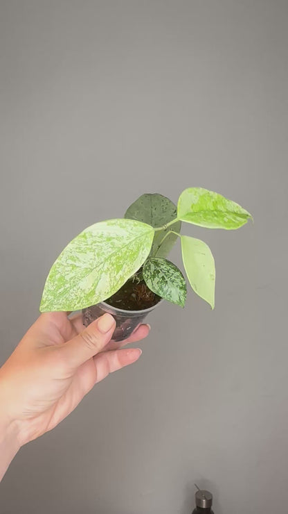 Hoya Coriacea silver, two growing points