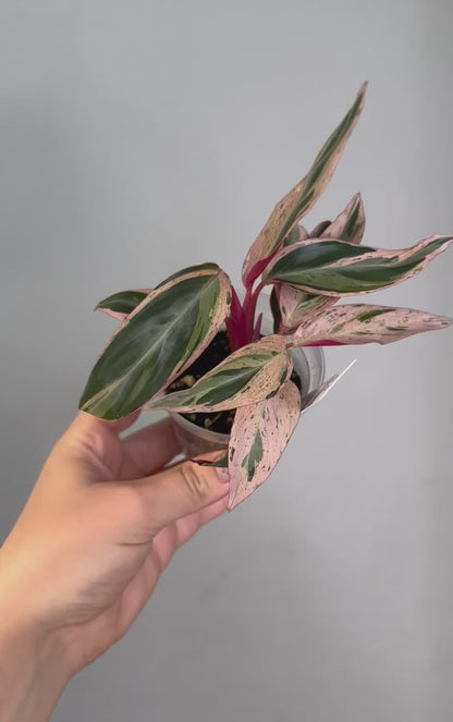 Stromanthe multicolor/ rare