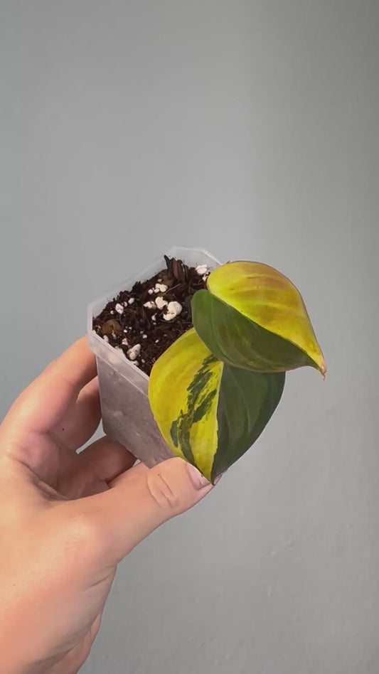Philodendron Micans  variegated