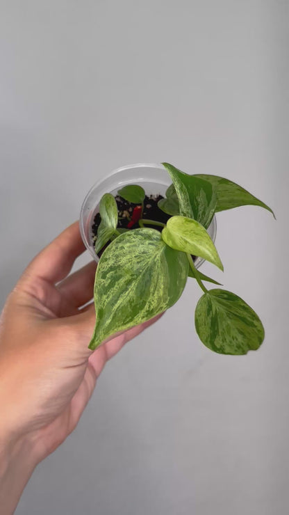 Philodendron hederecum mint variegated