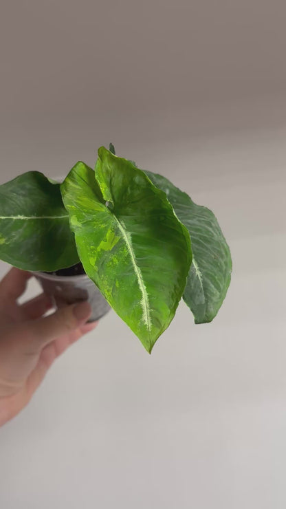 Syngonium scrambled eggs 🍳  low variegation
