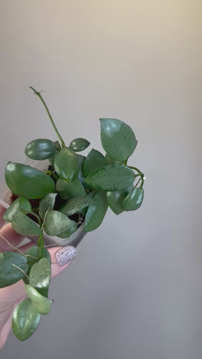 Hoya lacunosa silver mint coin