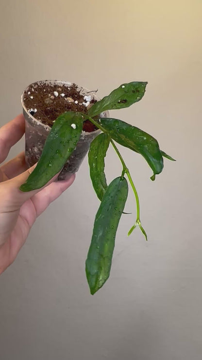 Hoya pandurata splash