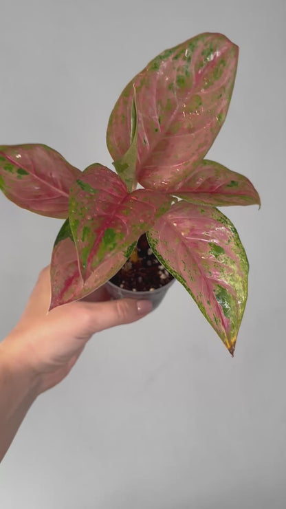 Aglaonema red sp